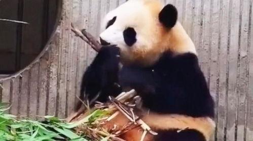 八卦熊是谁,网络红人背后的故事与影响力